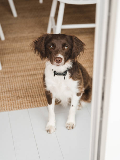 Cute dog indoors waiting to be let out stock photo