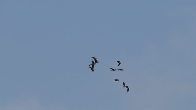 Group of Lesser Whistling-duck flying in wetland.