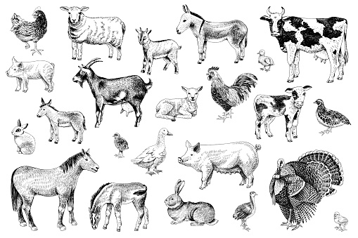 Large set of hand drawn farm animals with their babies - horse, ship, goat, cow, rabbit, turkey, pig, donkey, duck, hen and quail. Vector illustration in retro style