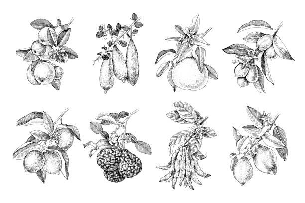 ilustraciones, imágenes clip art, dibujos animados e iconos de stock de ramas de cítricos dibujadas a mano - kumquat