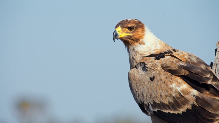 SLO MO Close up profile eagle on sunny wildlife reserve