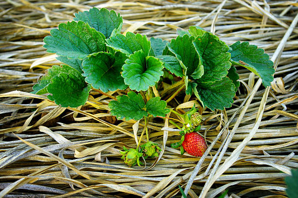 Ripe red wild strawberry berries hanging on a bush in the background of the garden