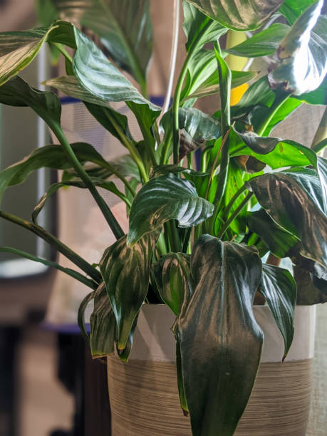 istock Sun Shining on a House Plant 1481830925