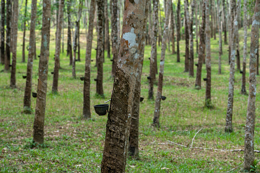 extraction of natural latex. rubber tree plantation. Rubber tree plantation. Tapping in rubber tree garden in Thailand. Natural latex extracted from para rubber plant.