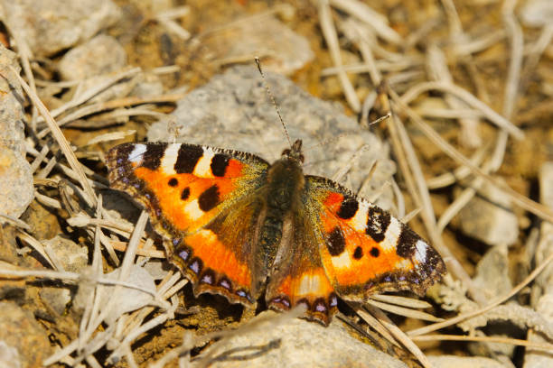 istock Small tortoiseshell (Aglais urticae) butterfly warming up in the sunlight in early spring. 1481833327
