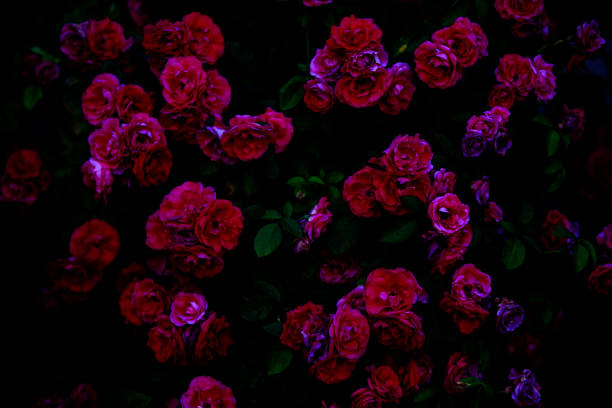 istock Blurred dark dramatic background of gloomy roses. 1481834248