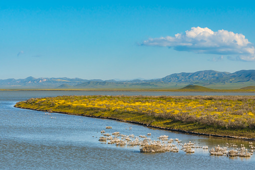 Soda Lake full of water, and wildflowers bloom at Carrizo Plain Ntional Monument, central California