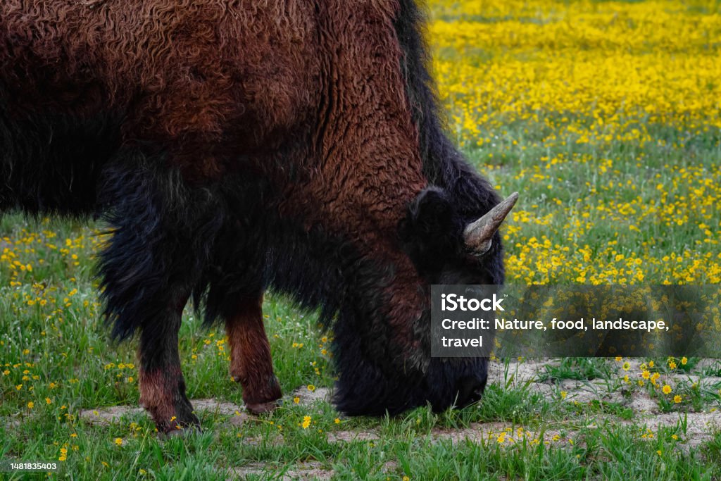 Spring Bison American Bison Grazing In A Spring Meadow Stock Photo - Download Image ...