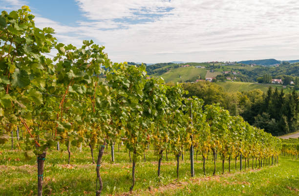 istock vineyard on a sunny sunday 1481835494