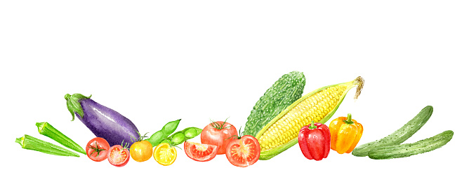 Vector illustration of summer vegetable decoration painted by watercolor