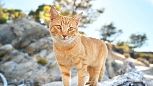 istock Ginger cat on the rocks in Greece 1481836501