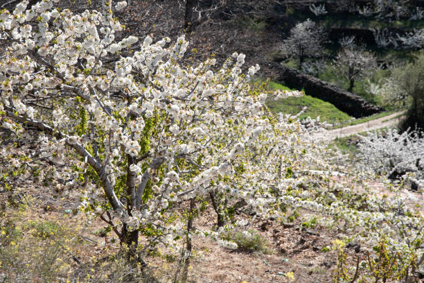 istock Blooming period of cherry trees in Valle del Jerte 1481836571