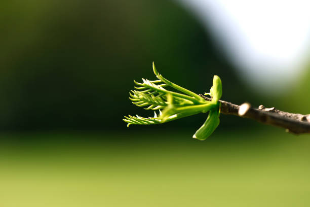 Extreme close-up of fresh green leaves of nutmeg in springtime.