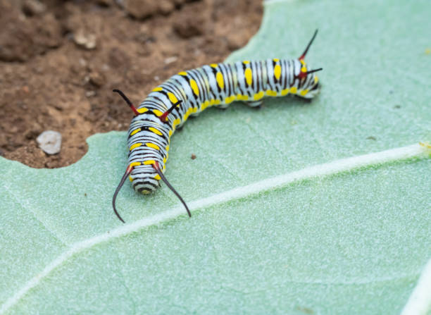 istock Caterpillar Danaus chrysippus or plain tiger or African queen with black, gray and yellow stripes. There are mustaches on the head and tail. clings to the leaf that feeds it. 1481837986