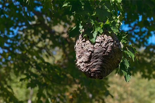 Bald-faced Hornet\n(Dolichovespula maculata), a large nest suspended from a tree branch