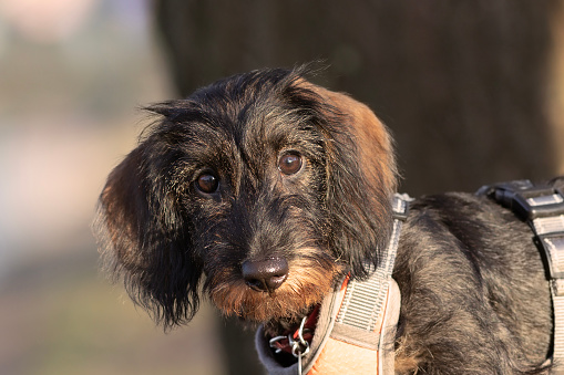 cute wire haired dachshund face looking at the camera, dog portrait