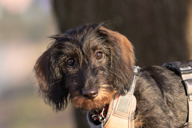 cute wire haired dachshund face cute wire haired dachshund face looking at the camera, dog portrait wire haired stock pictures, royalty-free photos & images