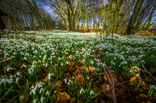 Spring has arrived and the floor of this wood is covered with white, flowering snowdrops