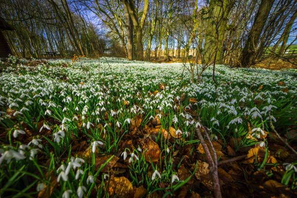 Woodland floor covered with flowering snowdrops Spring has arrived and the floor of this wood is covered with white, flowering snowdrops snowdrops in woodland stock pictures, royalty-free photos & images