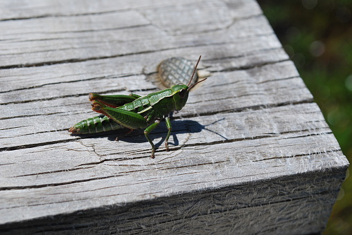 Cicada before becoming an adult