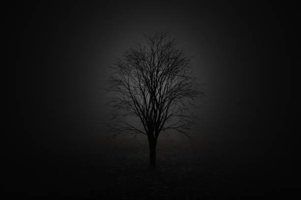 Beautiful and creepy trees in the dark in winter.
