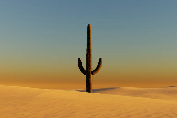 Solitary cactus on desert dunes. 3d render