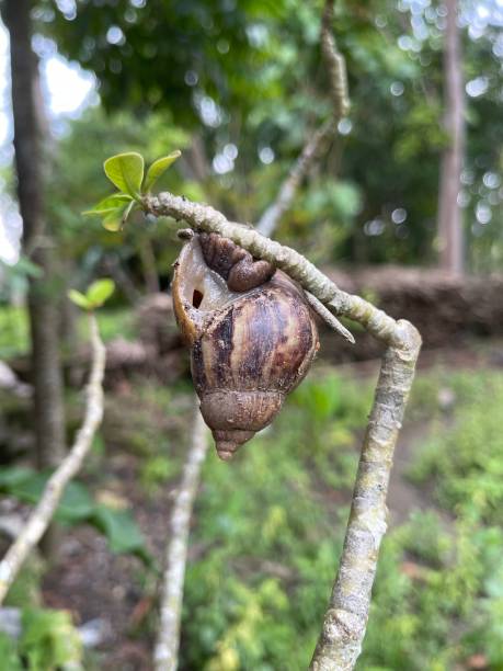 Snail or Lissachatina fulica