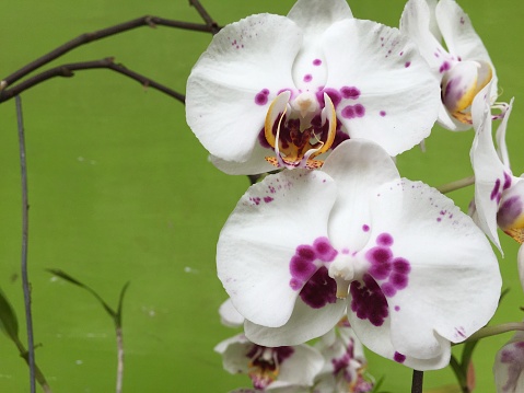 a white moon orchid photographed up close with a very clear flower