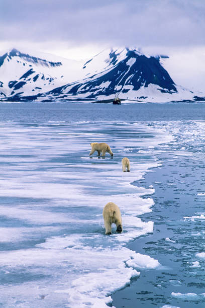 スバールバル諸島のフィヨルドで氷の上を歩くホッキョクグマ - svalbard islands ストックフォトと画像