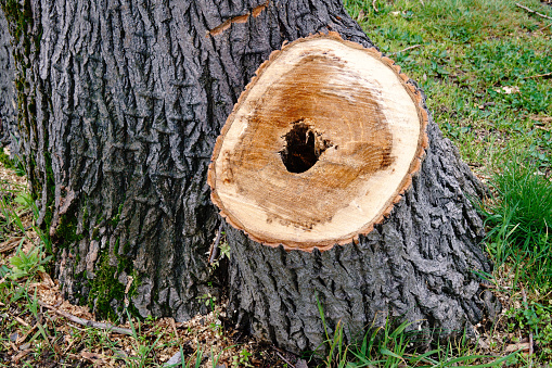 Stump of cut down sick tree. Sanitary removal of damaged trees in city park