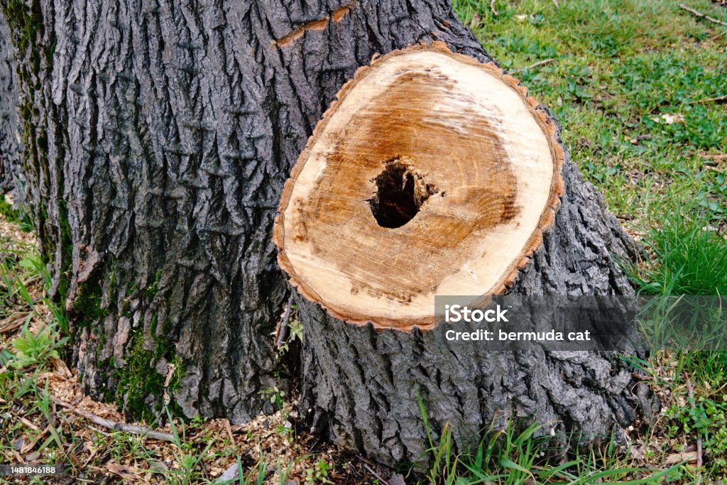 Stump of cut down sick tree. Sanitary removal of damaged trees in city park Removing Stock Photo
