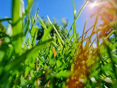 A close-up picture at plenty of green blades of grass in a lawn. The sun is shining from a blue sky in the background.