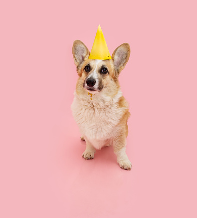Funny puppy dog birthday, carnival or anniversary. Corgi wearing a yellow party hat. Isolated on pink pastel background