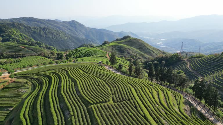 A bird's-eye view of the lush tea garden