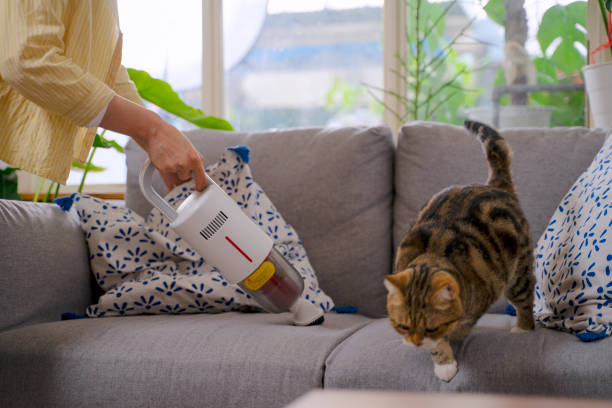 Woman and cat stay in house. stock photo