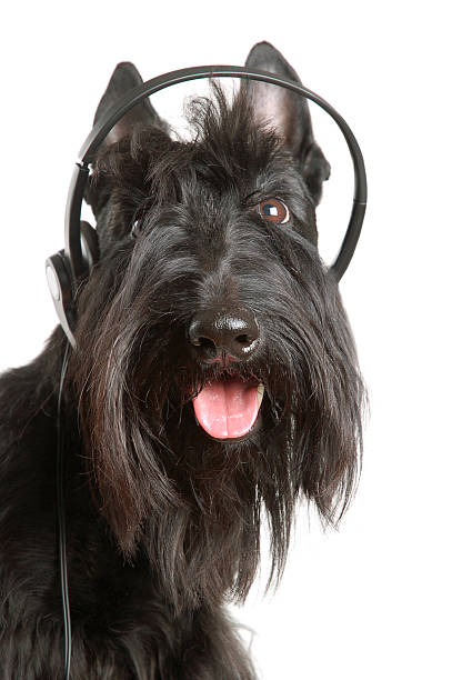 istock Listening to music 148184845
