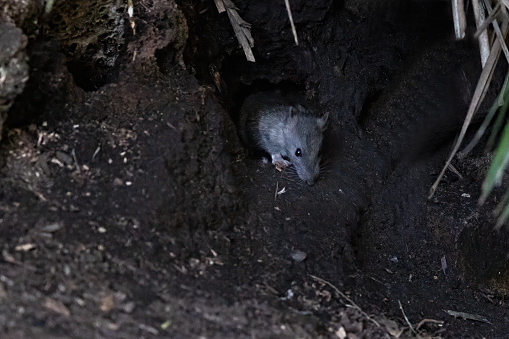 Brown rat (Rattus norvegicus) peering out of the burrow