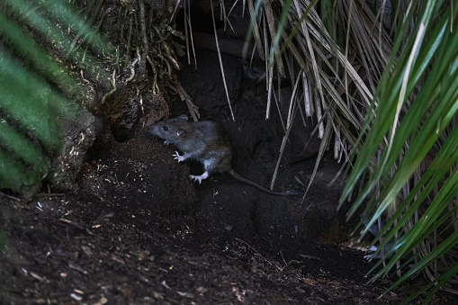 Brown rat (Rattus norvegicus) on the ground climbing up towards the burrow