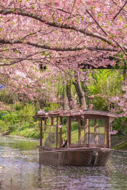 istock houseboat and cherry blossoms 1481849894