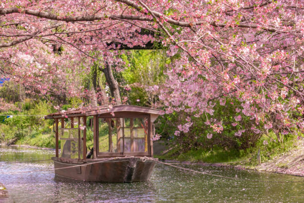 istock houseboat and cherry blossoms 1481849911