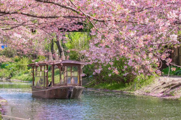 istock houseboat and cherry blossoms 1481849917