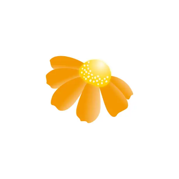 Vector illustration of Daisy flower isolated on white background. Vector illustration. Flat design.
