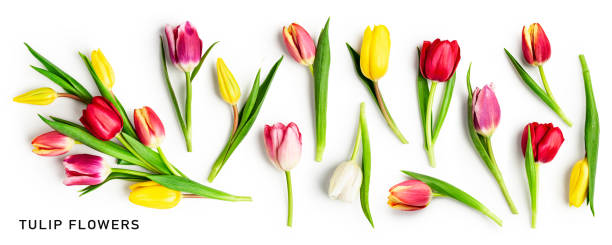 istock Tulip spring flowers collection isolated on white background 1481851074