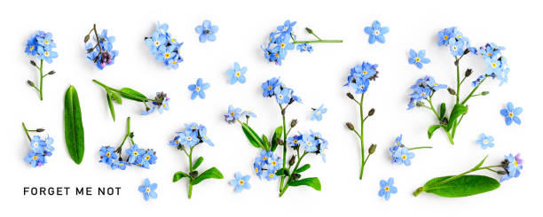 istock Forget me not flowers collection isolated on white background 1481851138