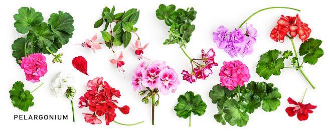 Geranium flowers and leaves isolated on white background. Pelargonium plants collection. Creative layout. Summer garden concept. Flat lay, top view. Design element