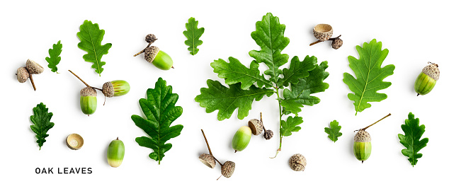 Oak leaf and acorn collection isolated on white background. Green oak leaves set. Nature and environment concept. Design element. Top view, flat lay