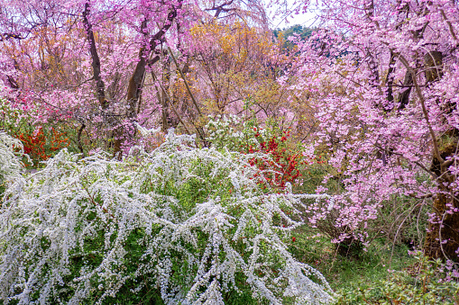 Majestic cherry blossoms. No Spring blooms. Spring storytelling. Greeting cards, postcards.