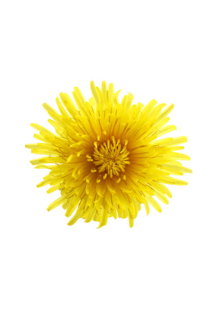 istock blooming dandelion isolated on a white background 1481852152