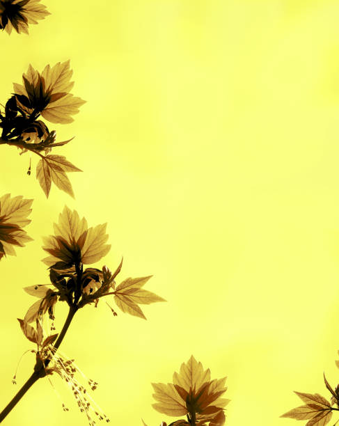 istock Spring sunny yellow  background with fresh leaves. Vivid spring floral backdrop.  Banner, copy space 1481852296