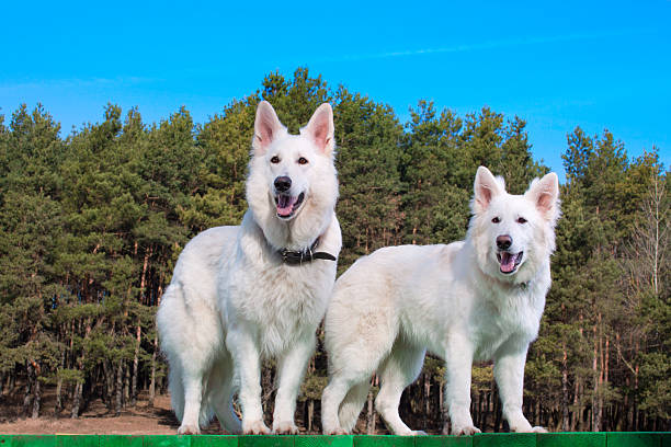 To white Swiss Shepherds White Swiss Shepherds standing on green platform white swiss shepherd stock pictures, royalty-free photos & images